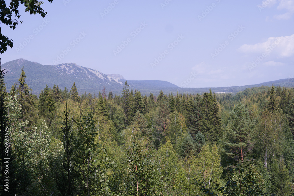 forest in the mountains