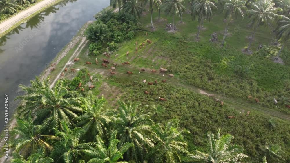 Aerial view herd of cows grazing grass near river and oil palm plantation Aerial view herd of cows grazing grass near river and oil palm plantation