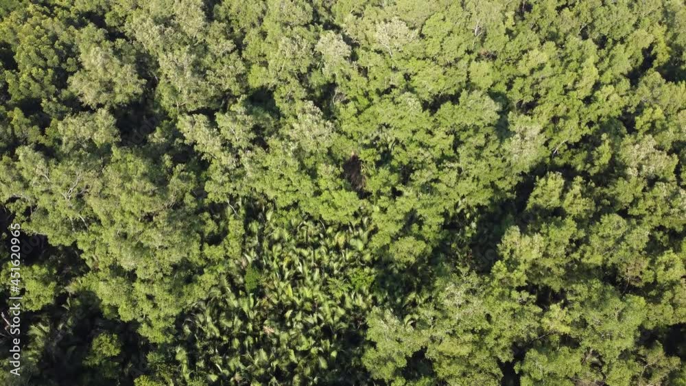 Aerial view look down mangrove tropical forest