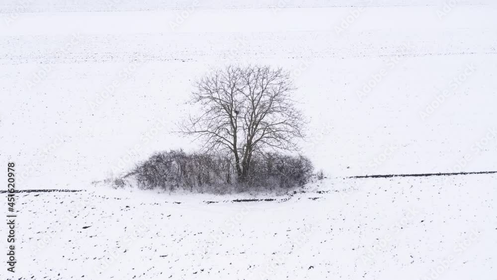 custom made wallpaper toronto digitalAerial shot of lonely tree in countryside meadow in winter