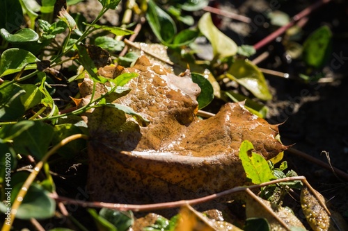 Forest fungi