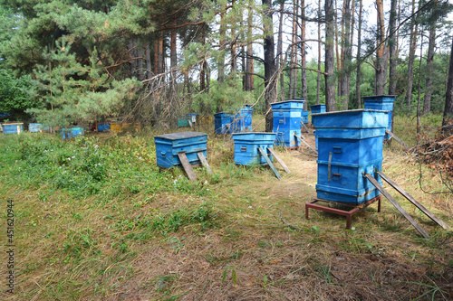 A small apiary, bee yard with many blue beehives with honeybees transported to the pine forest close to a sunflower field.