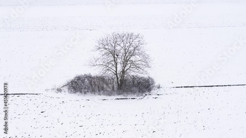 Wallpaper Mural Aerial shot of lonely tree in countryside meadow in winter Torontodigital.ca