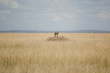 Geparden in Tansania