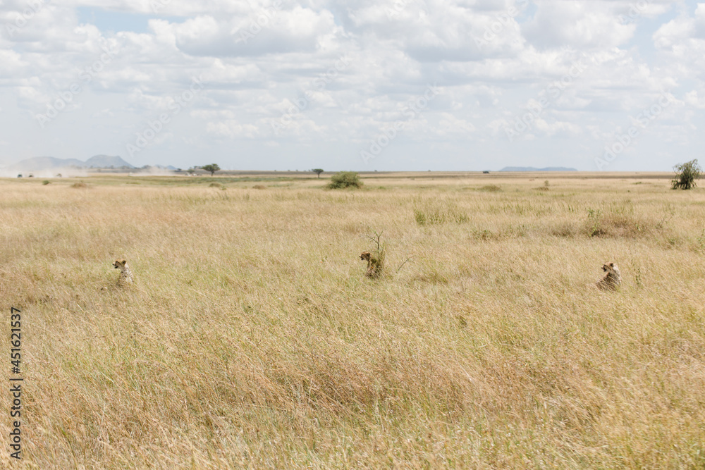 Geparden in Tansania