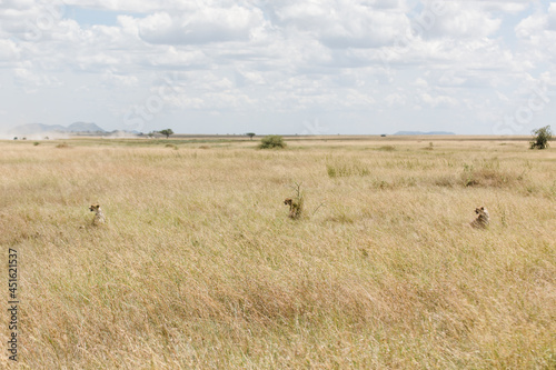 Geparden in Tansania © Daniela