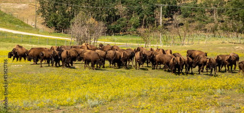 Herd of domestic bison grazing in a pasture near Humboldt Saskatchewan