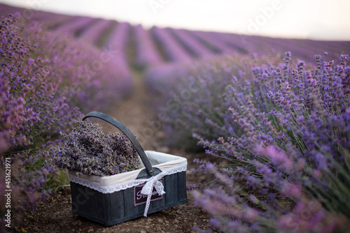 basket with lavender in a lavender field postcard. Picnic on a lavender field. photo