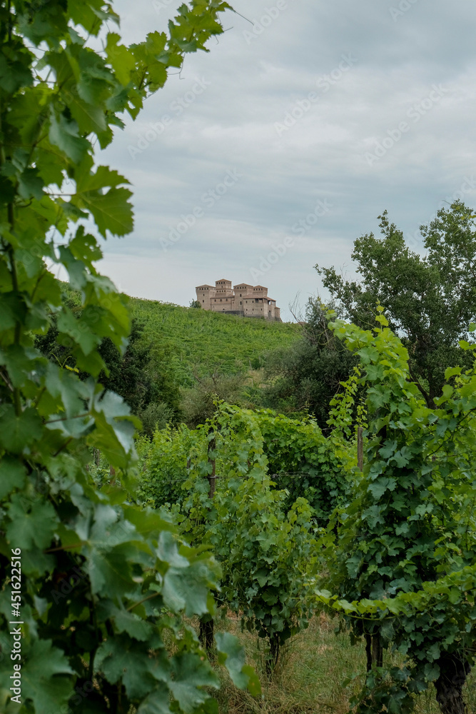 Castle Torrecchiara in Langhirano, Italy across vineyards. Rows of vineyards in region country. Winery, wine making industry