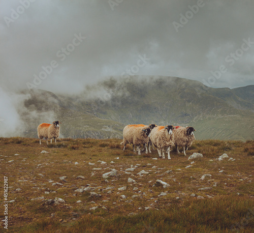 Sheep on top of Harter Fell, Lake District photo