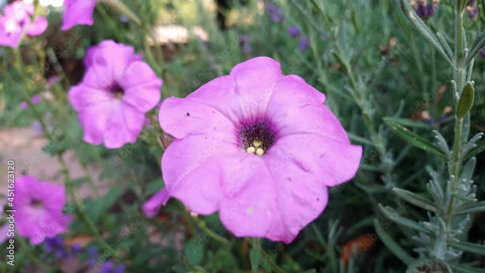 Bells of pink color against a background of greenery sway in the wind. B roll Bells of pink color against a background of greenery sway in the wind. B roll