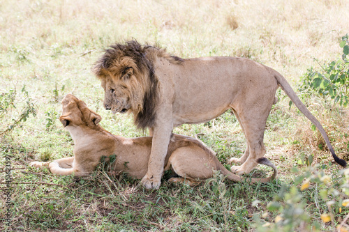Fototapeta Naklejka Na Ścianę i Meble -  Löwenpaar bei der Paarung. Löwen in Tansania