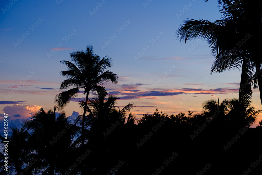 The beautiful Florida palms in the Florida Keys at sunrise