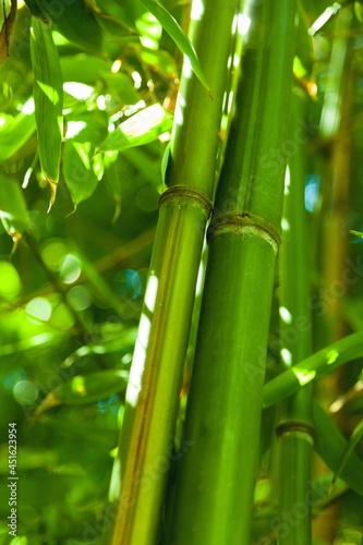 Bamboo.