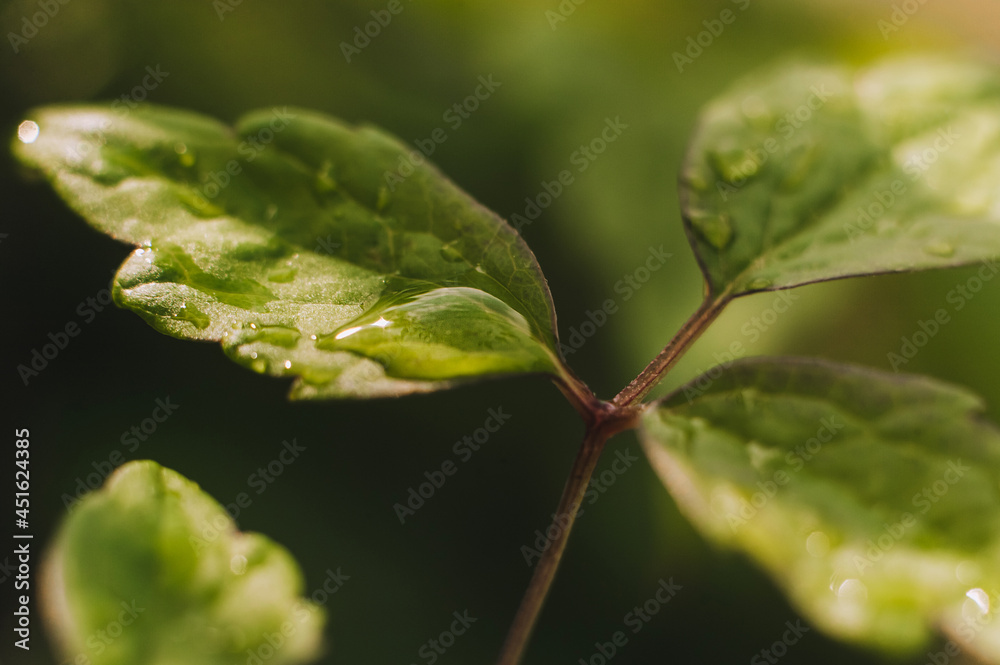 Green leaf of a plant, tree with water drops after rain, dew close-up. Photography, concept. Green leaf of a plant, tree with water drops after rain, dew close-up. Photography, concept.