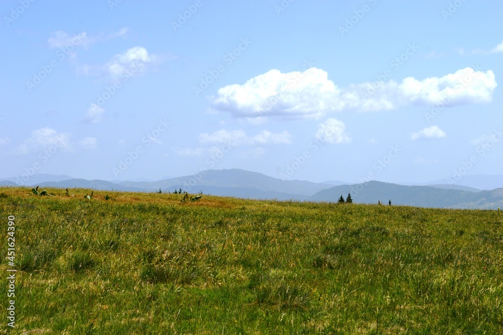 landscape on the mountain in summer