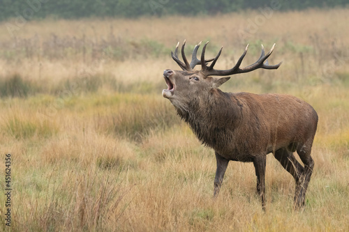 Red deer stag roaring on a cold autumnal morning. This display is part of the 'rut' where the males display and fight each other to keep their harem of females also known as hinds