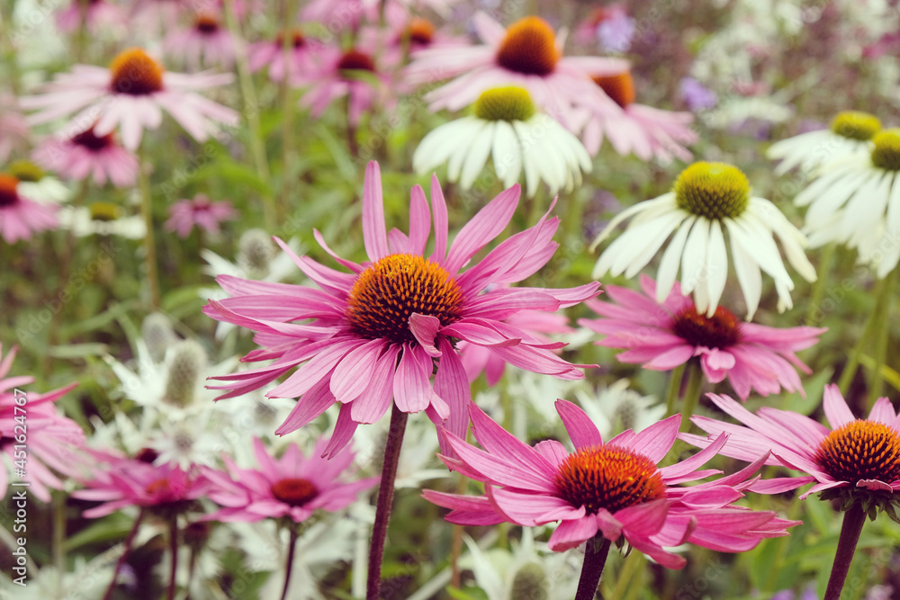 Echinacea 'Pink Parasol' and Echinacea pallida 'pale purple' in flower Echinacea 'Pink Parasol' and Echinacea pallida 'pale purple' in flower