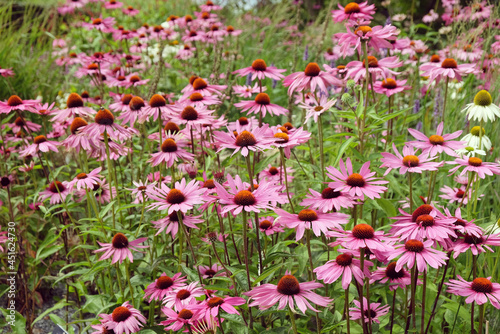 Echinacea  Pink Parasol  and Echinacea pallida  pale purple  in flower