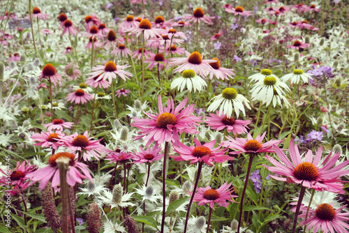 Echinacea  Pink Parasol  and Echinacea pallida  pale purple  in flower