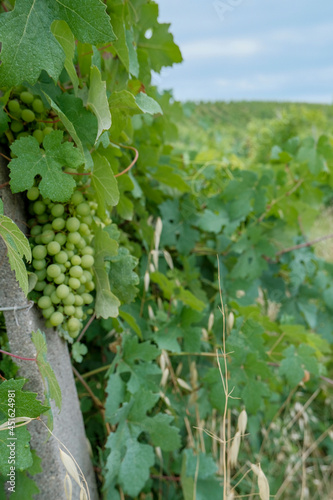 bunch of white grapes across vineyard close-up. Harvest season. Agriculture. Wine industry 