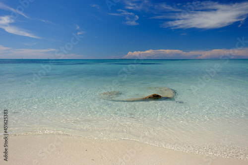 Small fish swim in and around a large coral piece in the shallow and crystal clear waters of the Dry Tortugas