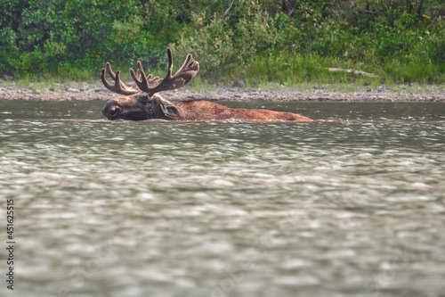 male moose swiming in the water