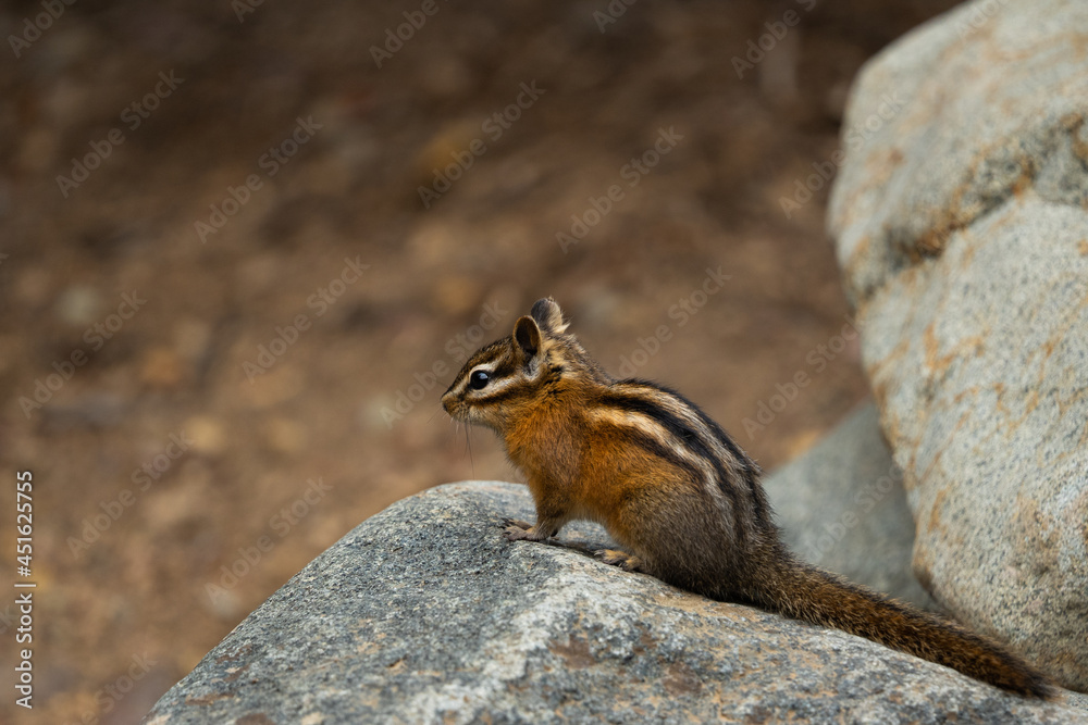 chipmunk on a rock