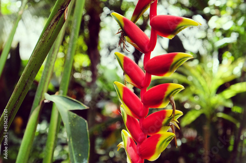 Shining bird of paradise in flower photo