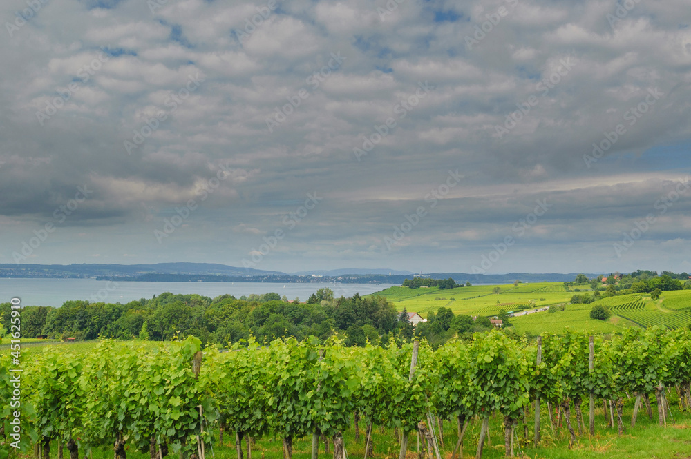 Vineyard with dark clouds and lake in the background