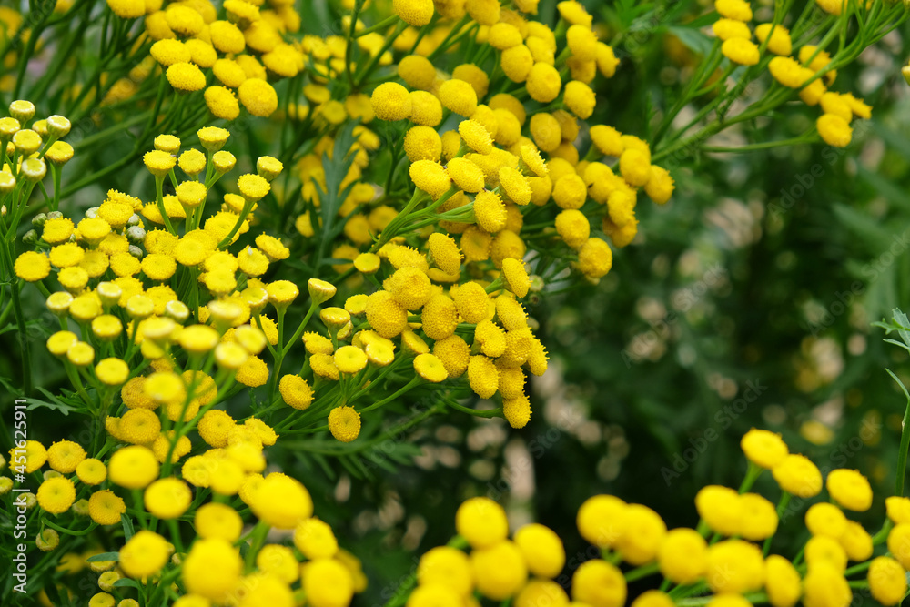Yellow Common tansy in flower Yellow Common tansy in flower