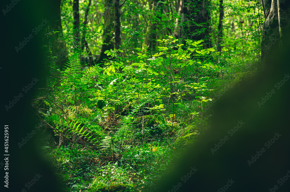 Fototapeta premium Untouched green forest in the summer