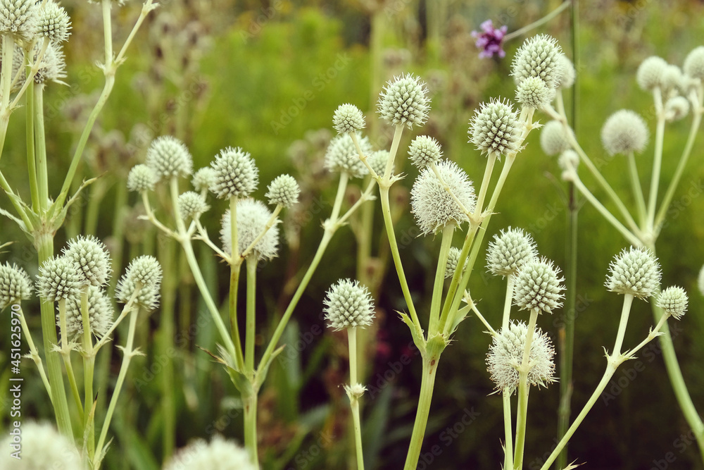 The thistle heads of the Rattlesnake Master The thistle heads of the Rattlesnake Master