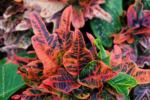 Codiaeum variegatum 'Excellent' red leaves