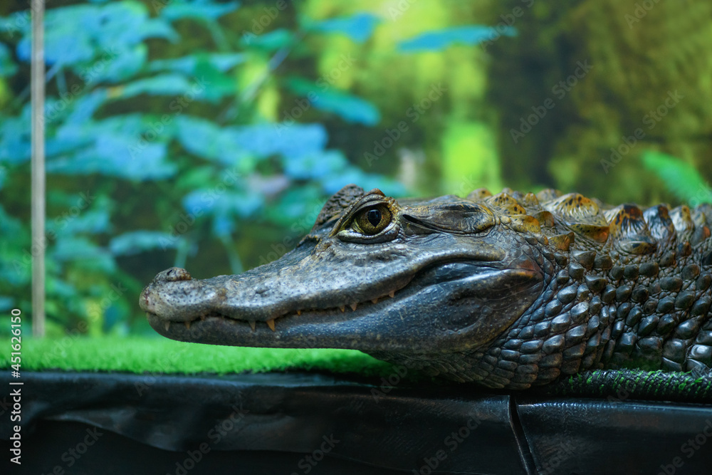 Fototapeta premium Crocodile in a terrarium close up (Crocodilia)