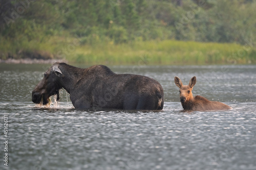 mother moose and her calf  in the water
