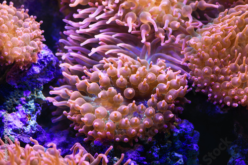 Fototapeta Naklejka Na Ścianę i Meble -  Bubble anemone in a marine aquarium close-up (Actiniaria). Marine and ocean background