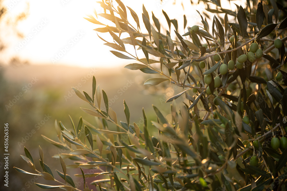 Olive tree with green olives flooded with golden sunlight Olive tree with green olives flooded with golden sunlight