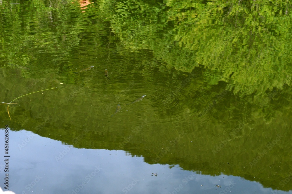 a green reflection of the plants in the lake