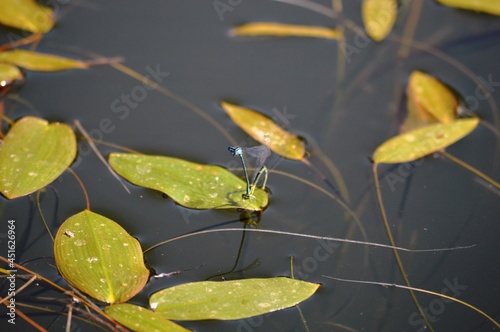 two dragonflies in love on a leaf on a lake