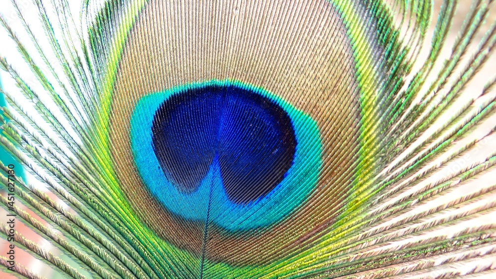 Obraz premium beautiful feather