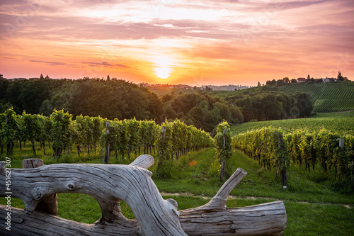 фотографія Sunset over the vineyards in Slovenia