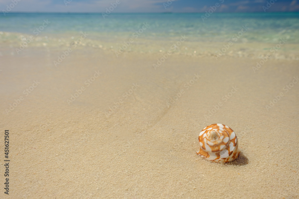 Crystal clear waters of the Dry Tortugas reveal colorful crustacean shells on it's warm shores. Crystal clear waters of the Dry Tortugas reveal colorful crustacean shells on it's warm shores.