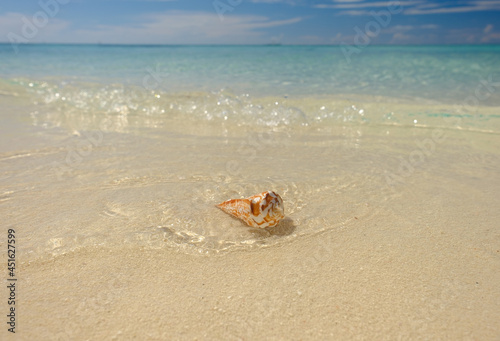 Crystal clear waters of the Dry Tortugas reveal colorful crustacean shells on it's warm shores.