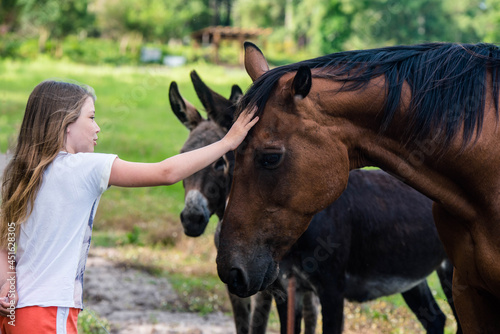 pretty little girl feeding horses and donkeys in pasture