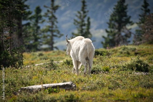 white mountain goat on the meadow © yann