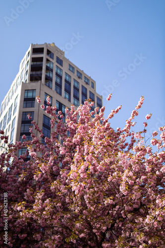 Blooming Pink Flowering Tree during Spring in front of a Skyscraper at Madison Square Park in New York City © James
