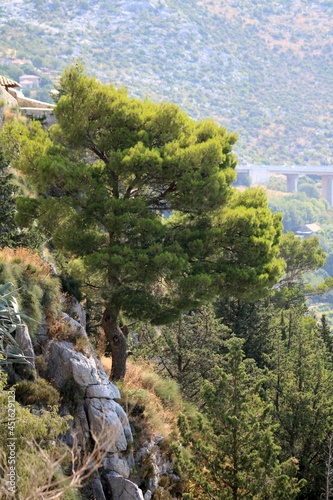 Lonely tree on the side of Klis Fortress, Croatia photo