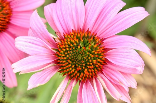 close up of pink flower