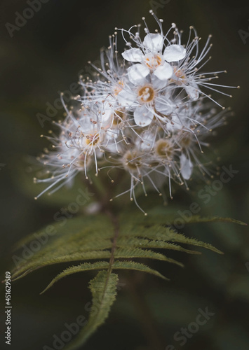 flower macro shot